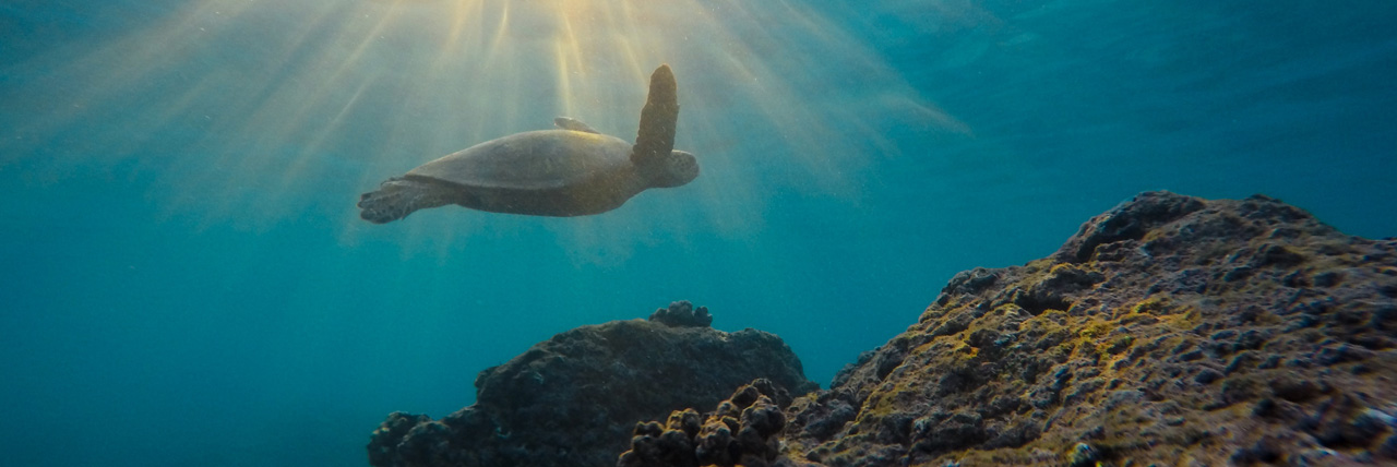 Hawaii Cruises